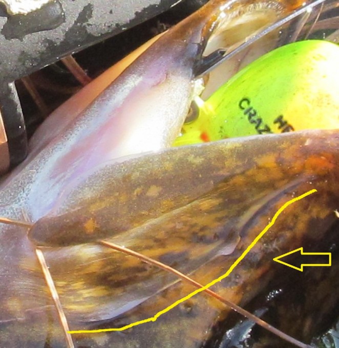 ABU 975 ....4.....jpg