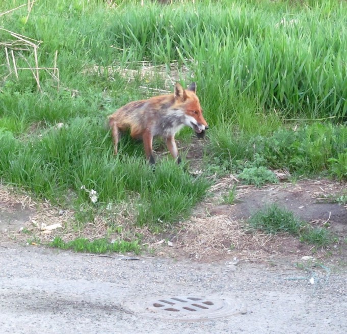 saalistaja ----4----.jpg