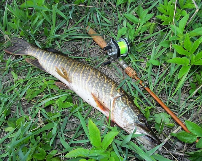 Record ja Junior ....1.....jpg