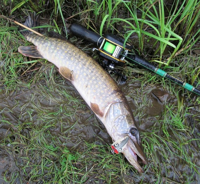 U - M 1 ----1----.jpg