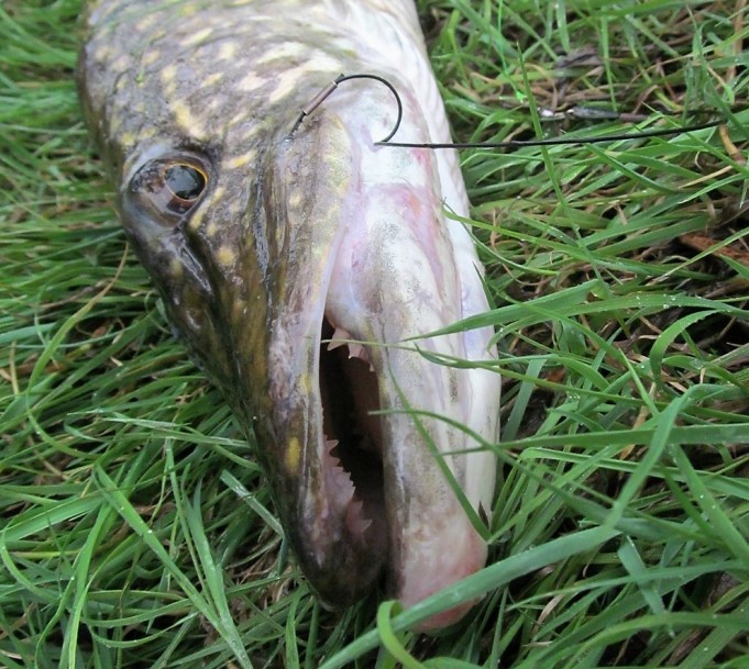 U - M 1 ----6----.jpg