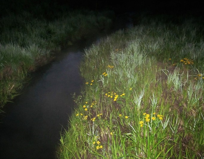 yö purolla....40.....jpg