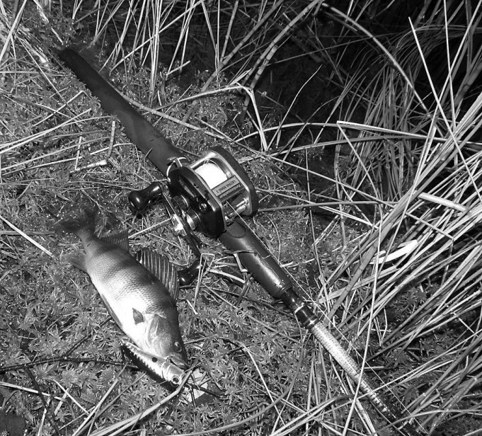 Popperiahvenia ....20.....jpg