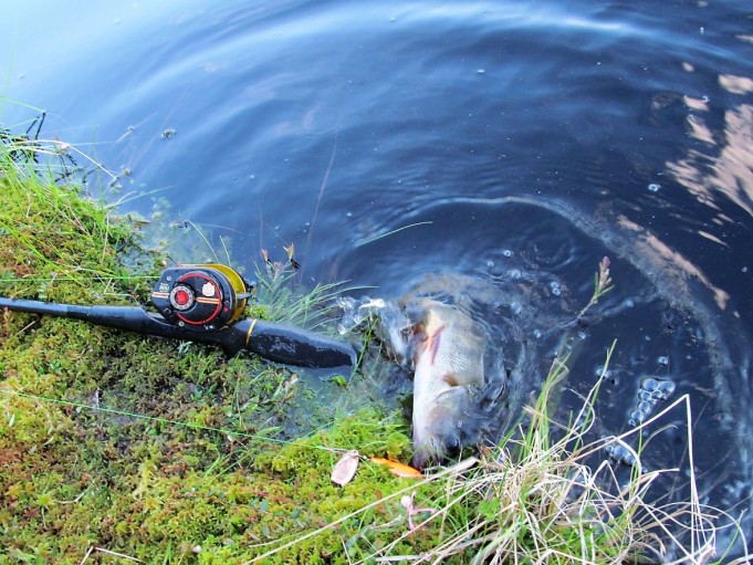 Lotto ja kopio ----7----.jpg