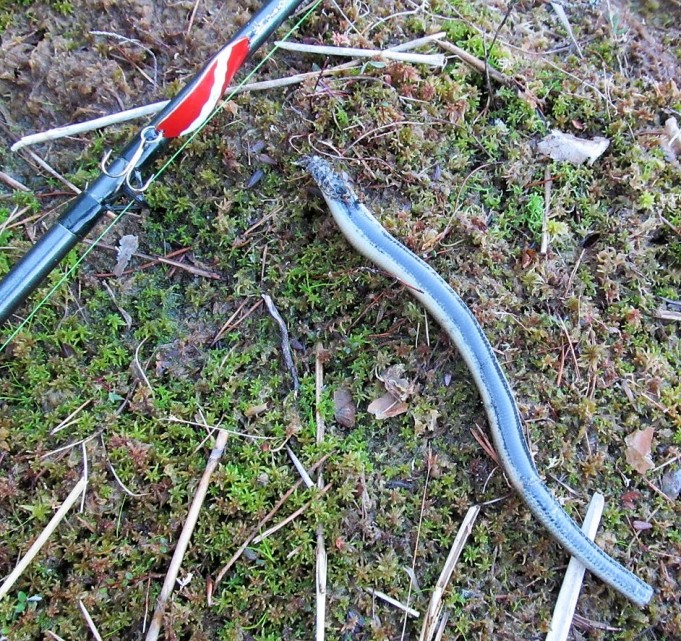 Lotto ja kopio ----3----.jpg