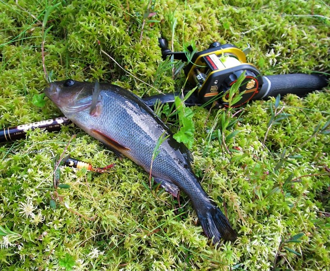 Apollo ....1.....jpg