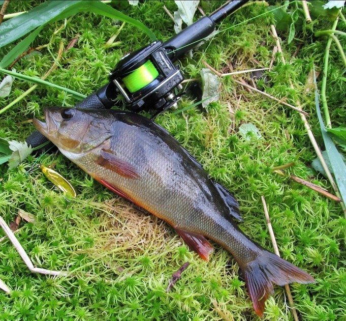 Minnari ....20.....jpg