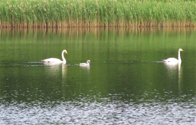 Minnari ....10.....jpg