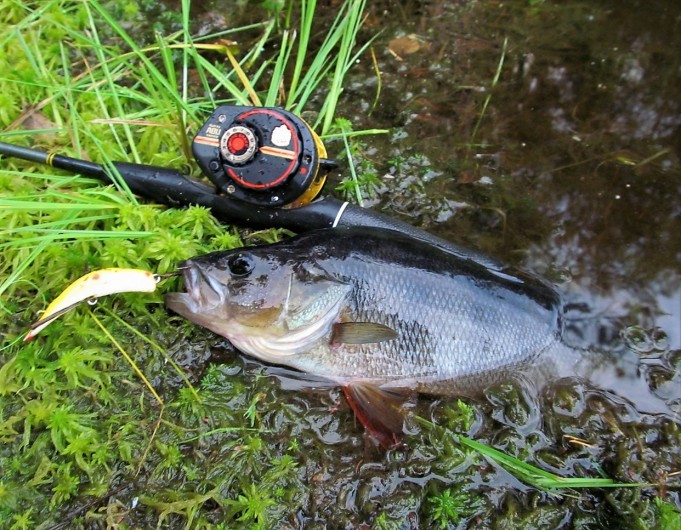 Sonic ----900 ----.jpg