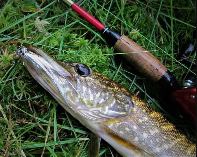 Punaista lammella ---- 20 .....jpg