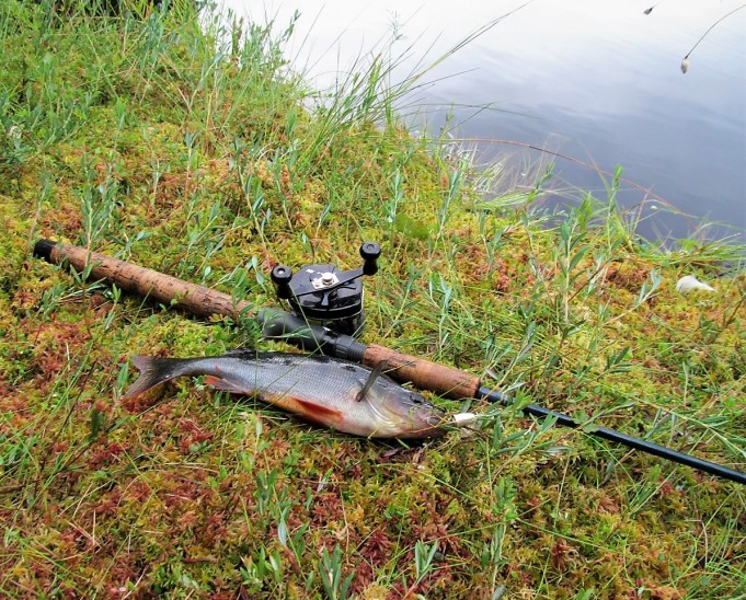 Vibrax ----1----.jpg