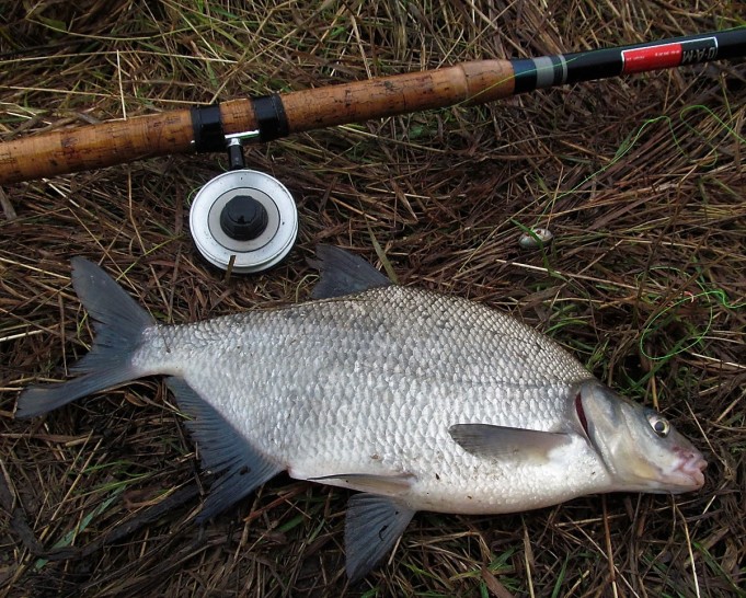 mustaa ---- 20 ----.jpg