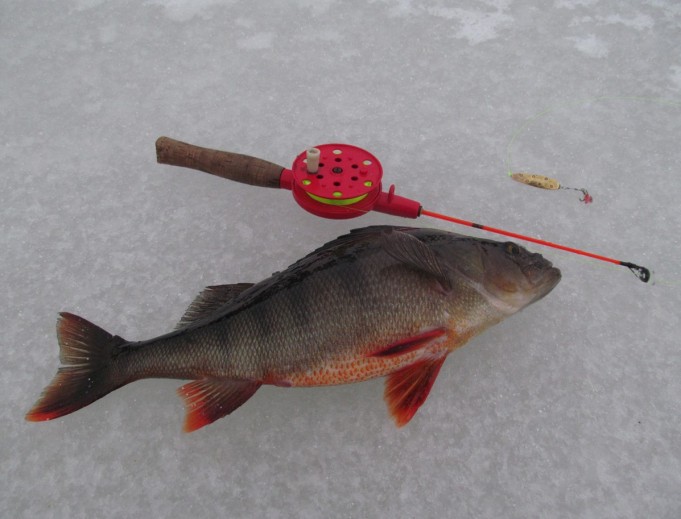 Punadelfin ---- 2 ----.jpg