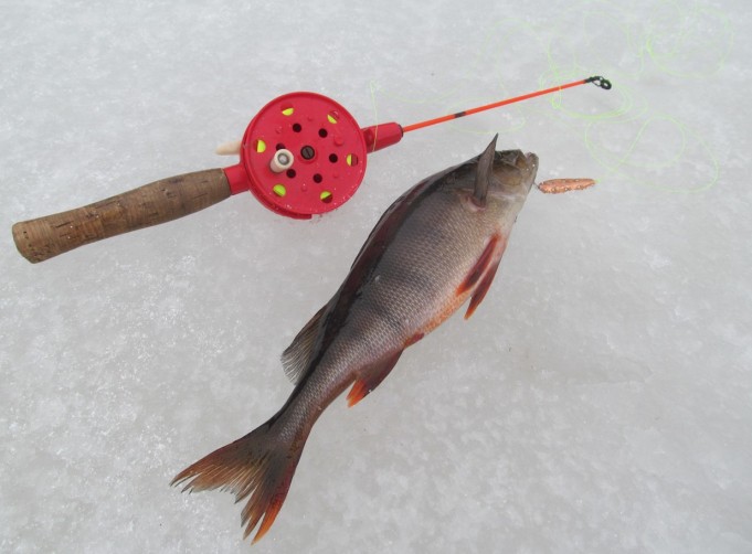 Punadelfin ---- 3 ----.jpg