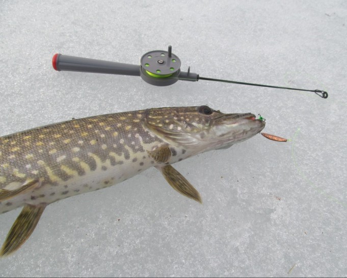 Harmaa mysteerivapa ---- 7 ----.jpg