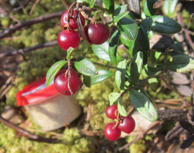 FIG ---- 7 ---- .jpg