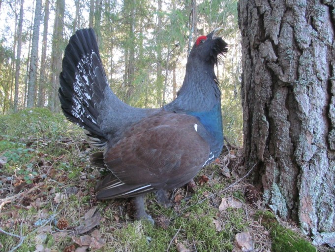 Metso ---- 8 ----.jpg