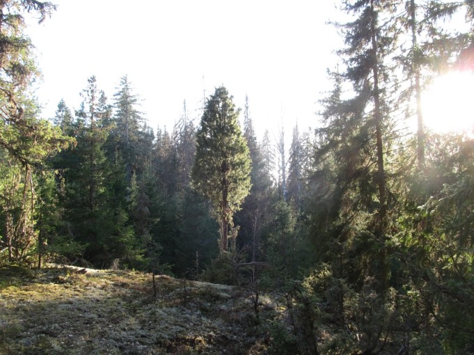 Aurinkoa ja jäätä ---- 1 ----.jpg