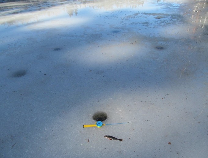 keltainen D ---- 12 ----  .jpg