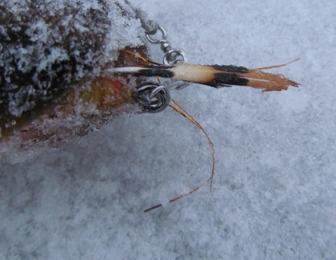 HLS taas-- ---- 4 ----.jpg