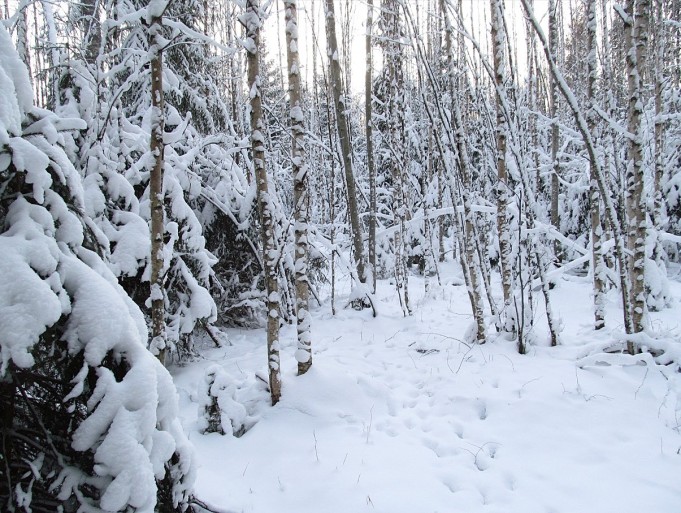 Avaus ---- 1 ----.jpg