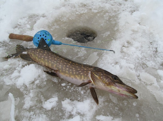 Blistex ---- 2 ----.jpg