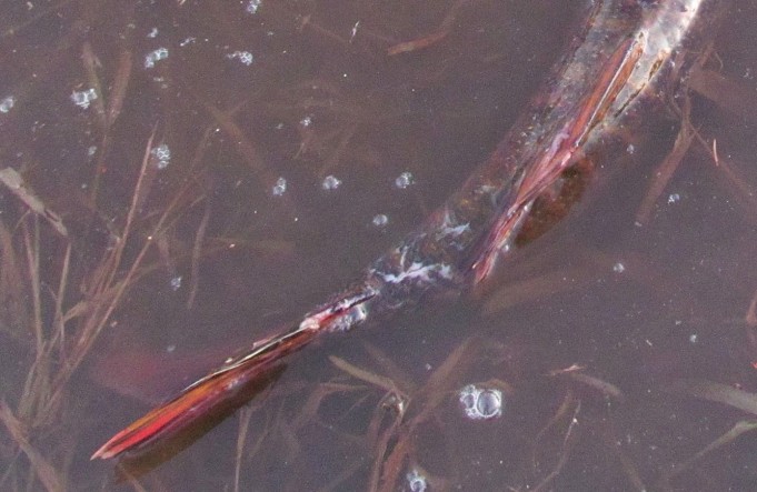 Spey Orvis ---- 20 ----.jpg