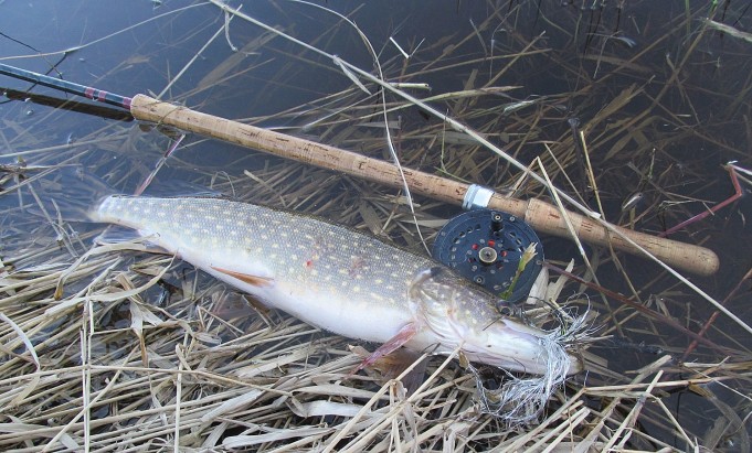 B ja W ---- 3 ----.jpg