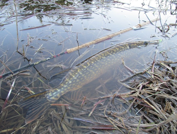 B ja W ---- 6 ----.jpg