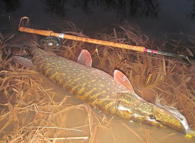 B ja W 15 ---- 1 ----.jpg