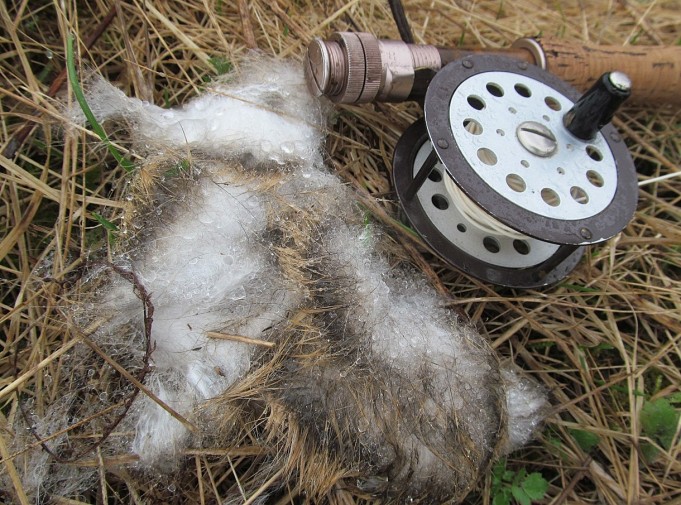 kevätpurolla ---- 3 ----.jpg