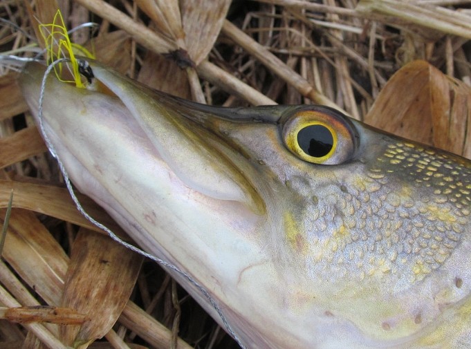 kevätpurolla ---- 6 ----.jpg