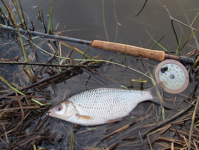 siperianperho .... 2 .....jpg