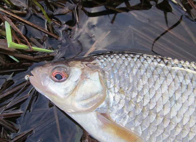 siperianperho .... 3 .....jpg