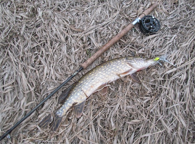 kutenut ---- 1 ----.jpg