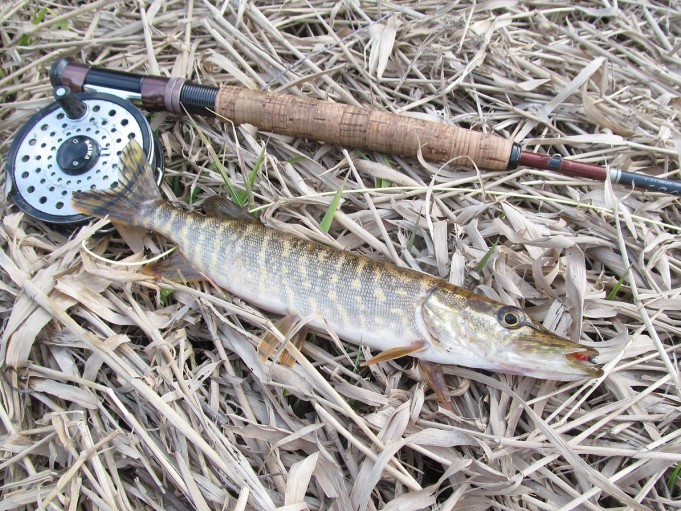 siperia osastoa ---- 1 ----.jpg