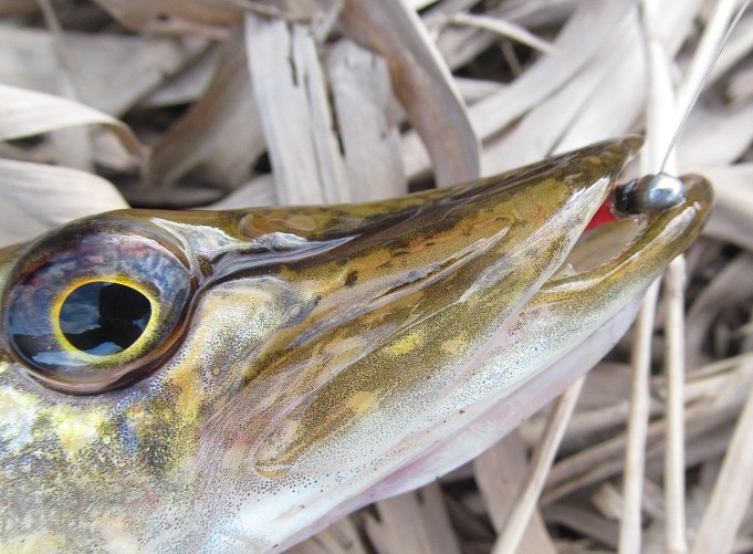 siperia osastoa ---- 2 ----.jpg