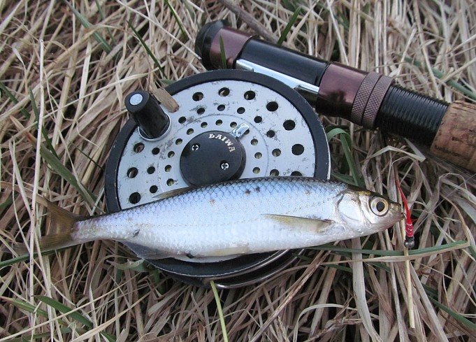 siperia osastoa ---- 8 ----.jpg