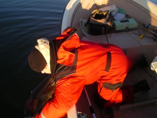 iso uimaan, verta hyyty vähän kalan kylkeen ku vuoti suusta verta. ilosesti lähti kuitenkin