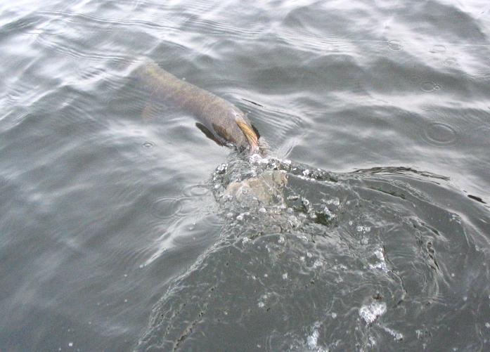 kasiseiska lähtee.jpg