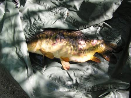 Korotettu perä Kallella