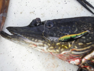 Sarvipää hauki.jpg