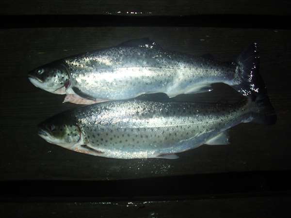 1.5 ja 1.8kg (1).JPG