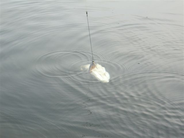 Hauki nousee syvyyksistä.JPG