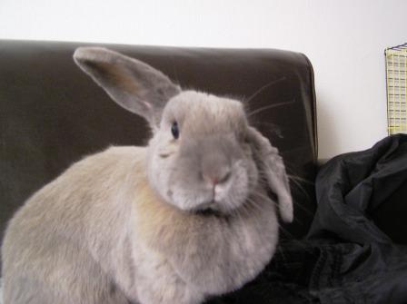 Porkkanat mulle, kaikki!