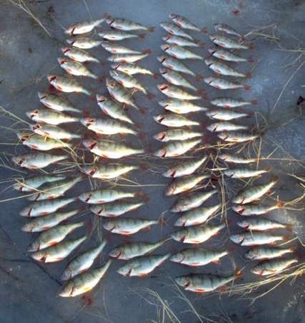 Ahvenet asento! Verestykää! Riviin järjesty! Lepo.