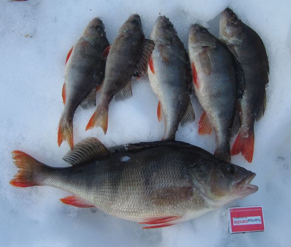 Ahven 15.3. 2007 014.jpg