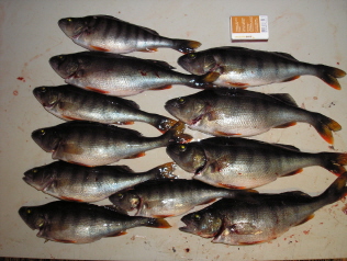 Lauantain parhaita Suvakselta.jpg