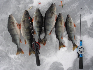 Suurin on puolikiloinen