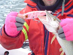 Svidu, näillähän saa kalaakin